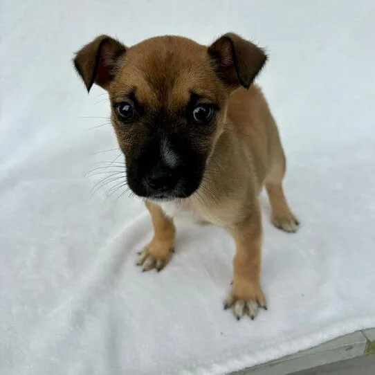 Littlest Pet Shop thumbnail 3