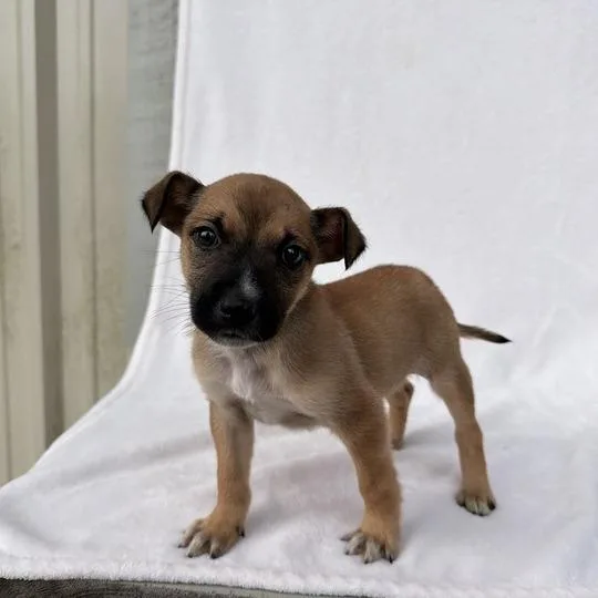 Littlest Pet Shop thumbnail 4