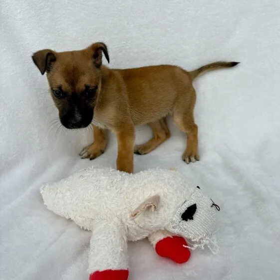 Littlest Pet Shop thumbnail 5