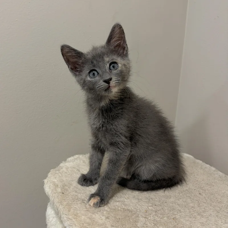 Bliss