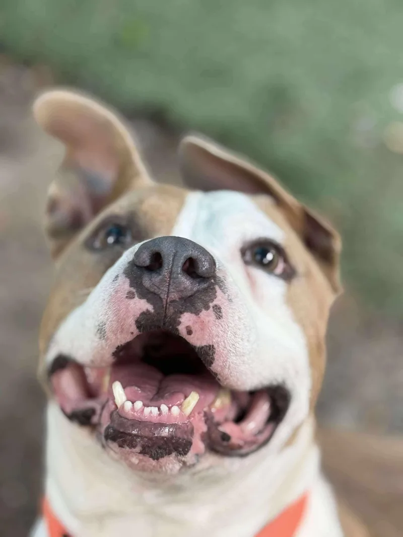 An adult large-sized male White / Cream American Bulldog dog named Monty for adoption in Mooresville, NC