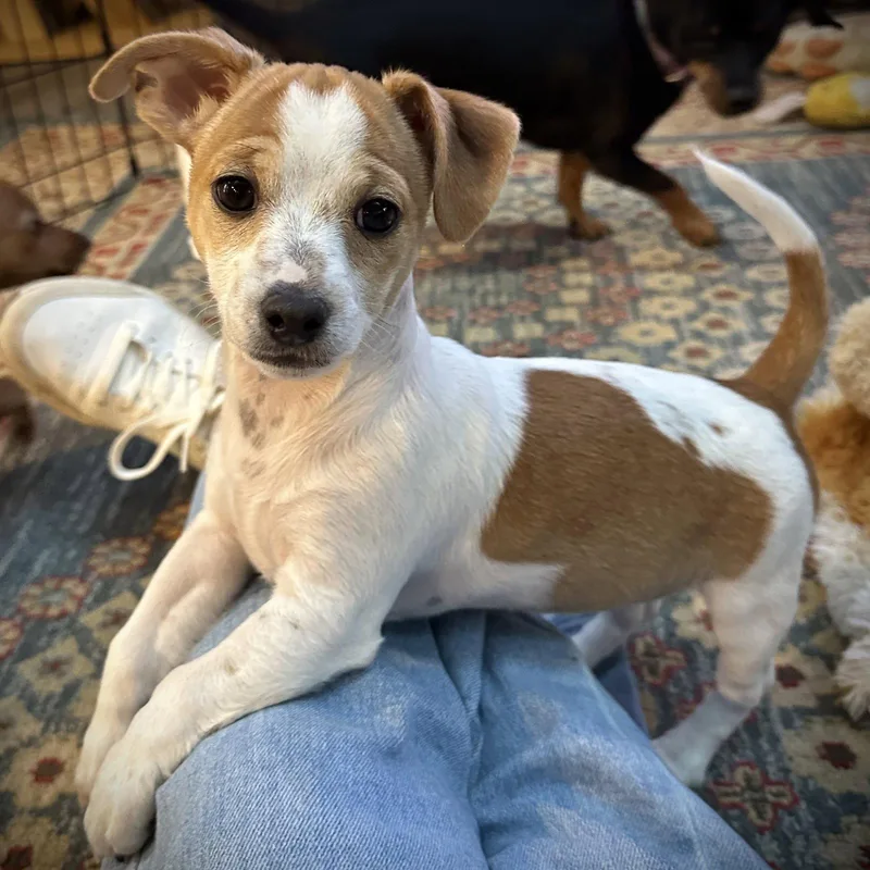 Eclair Sweet Treats Litter