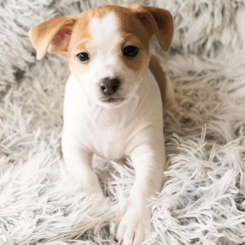 Eclair Sweet Treats Litter thumbnail 2