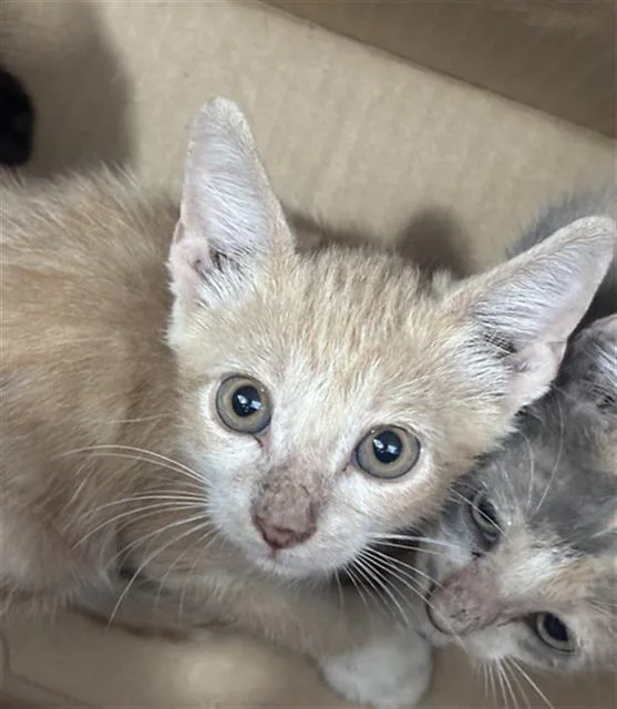 A baby medium-sized male Domestic Short Hair cat named Bonnie for adoption in Dallas, TX