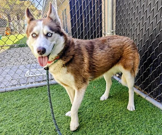 A young large-sized female Siberian Husky dog named Hennessy for adoption in San Jose, CA
