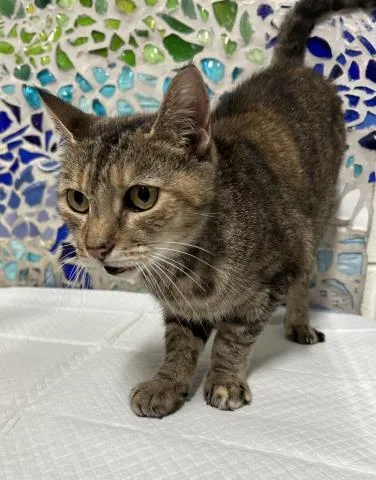 An adult medium-sized female Domestic Short Hair cat named Daphne for adoption in Pensacola, FL