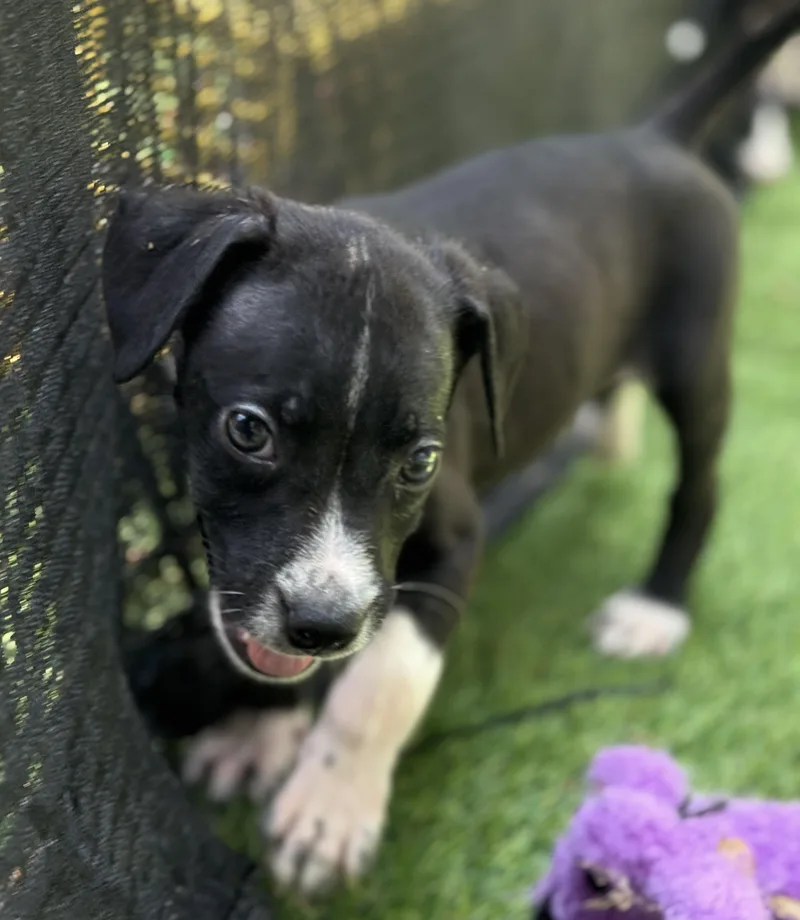 A baby medium-sized male White / Cream Mixed Breed dog named Boomer for adoption in Proctorville, OH