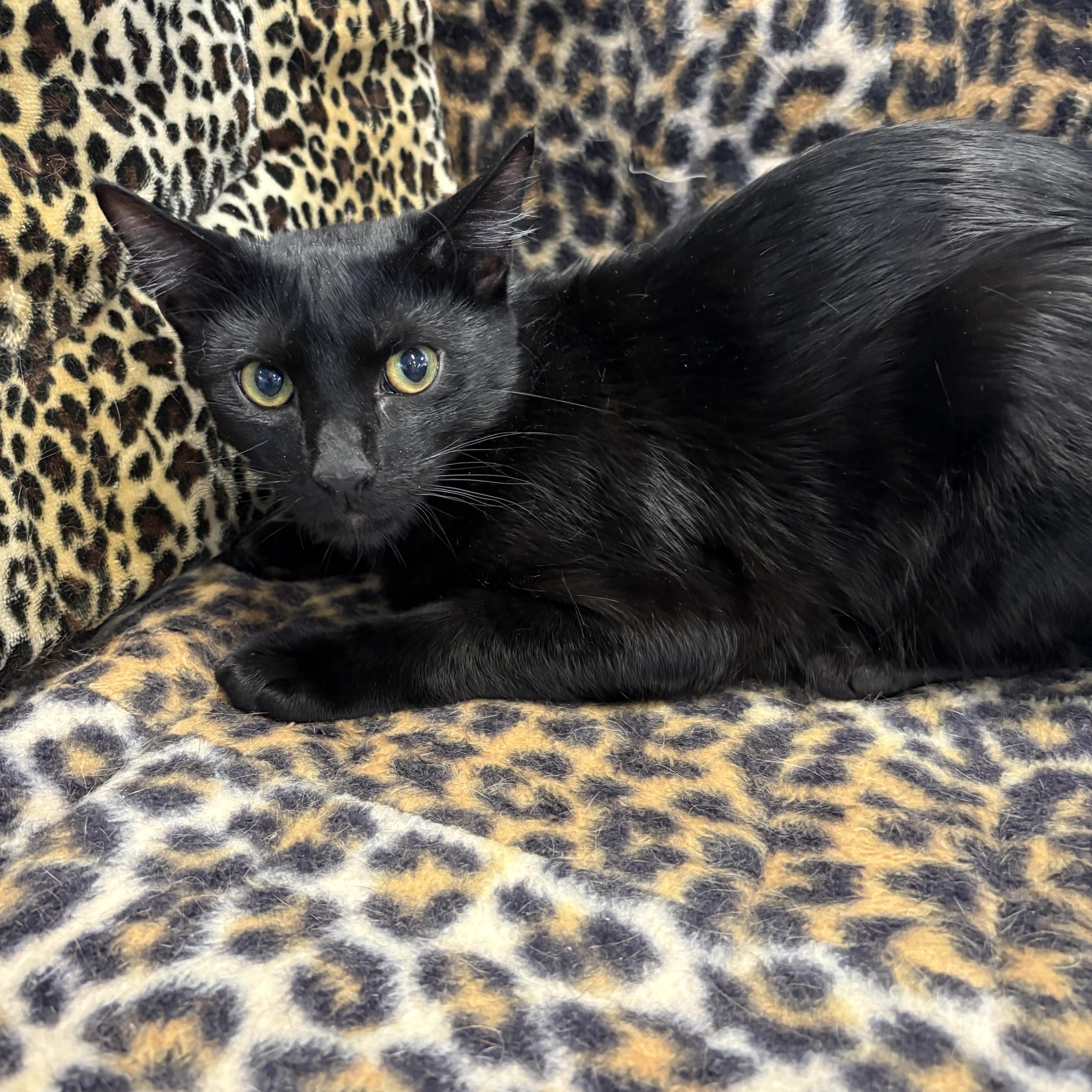 A baby medium-sized male Black Domestic Short Hair cat named Inky for adoption in Monroe Township, NJ