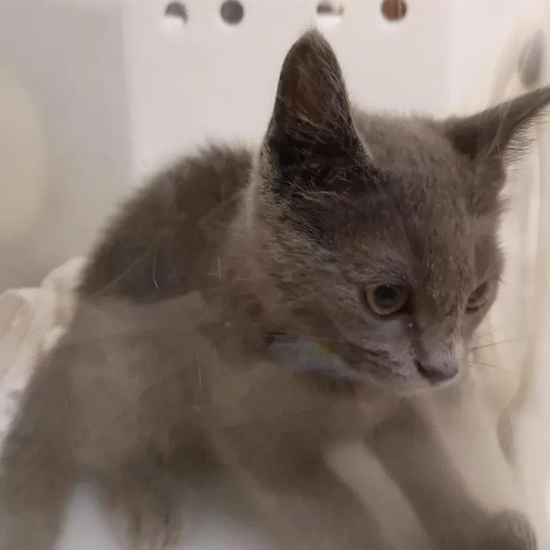 A baby small-sized male Gray / Blue / Silver Domestic Short Hair cat named StrayFoxChapelDrive for adoption in Columbus, GA