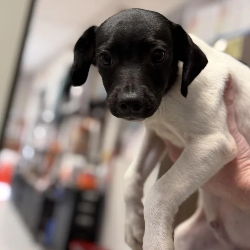 A baby small-sized male White / Cream Mixed Breed dog named Brew for adoption in Houston, TX