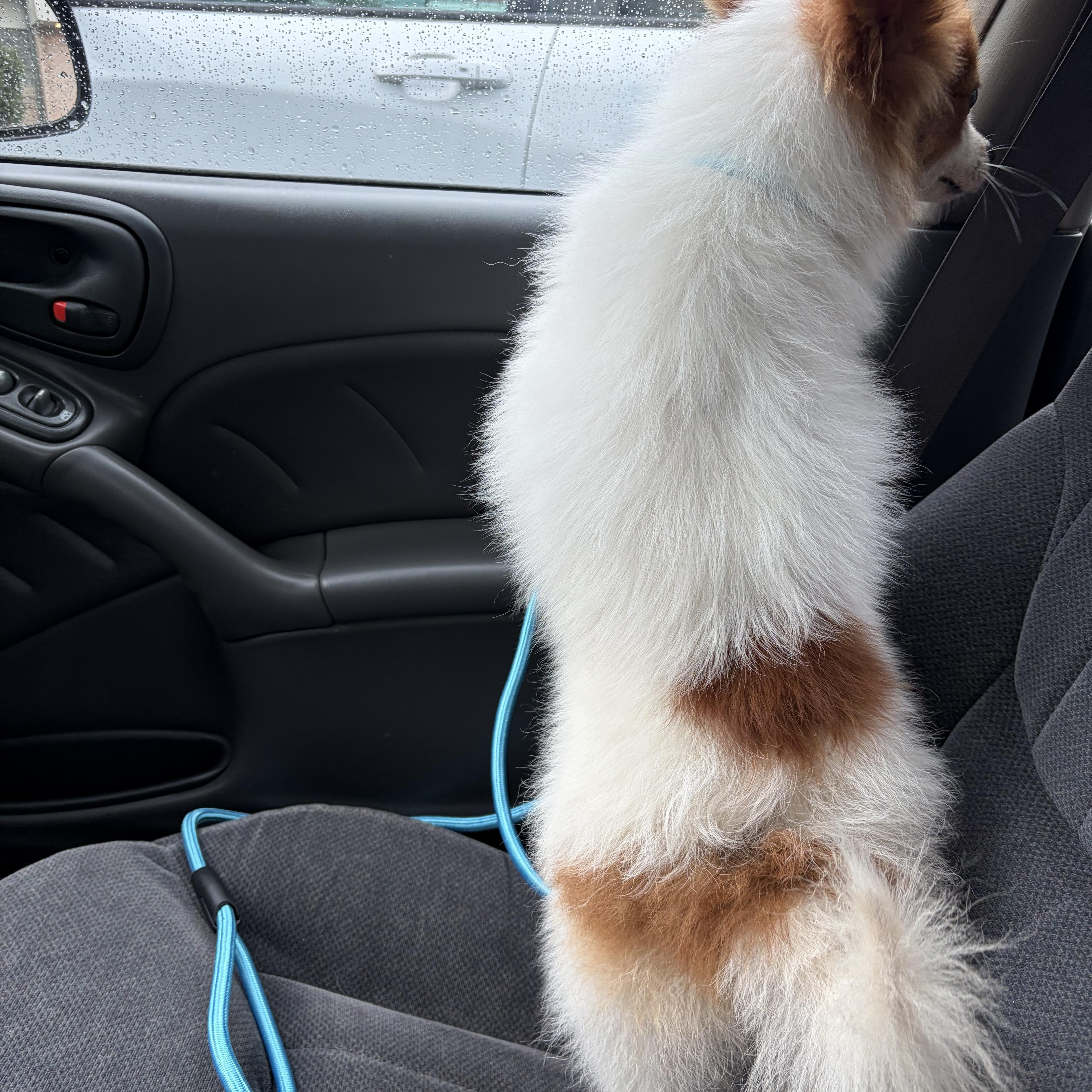 A young small-sized male Apricot / Beige Pomeranian dog named Andy for adoption in Melbourne, KY