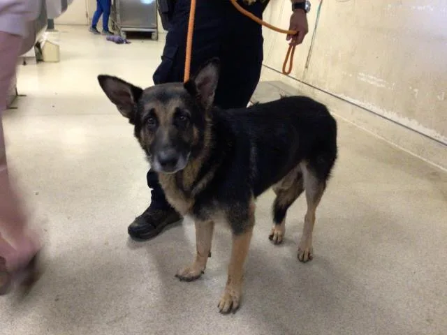 An adult large-sized male German Shepherd Dog dog named A for adoption in Riverside, CA