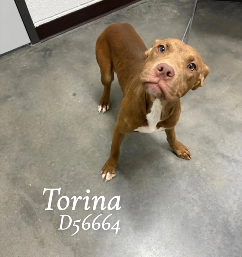Torina