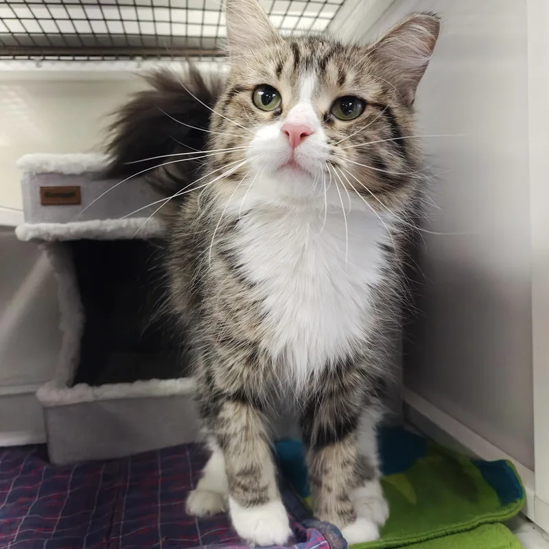 An adult medium-sized female Tabby (Brown / Chocolate) Domestic Medium Hair cat named Violet for adoption in Oconto, WI