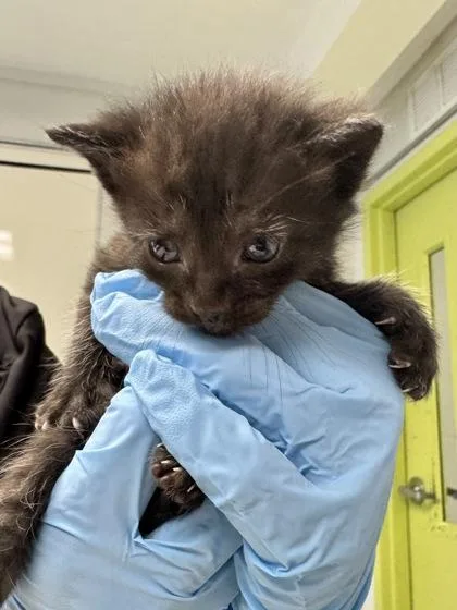 A baby small-sized female Domestic Short Hair cat named Horizons for adoption in Daytona Beach, FL