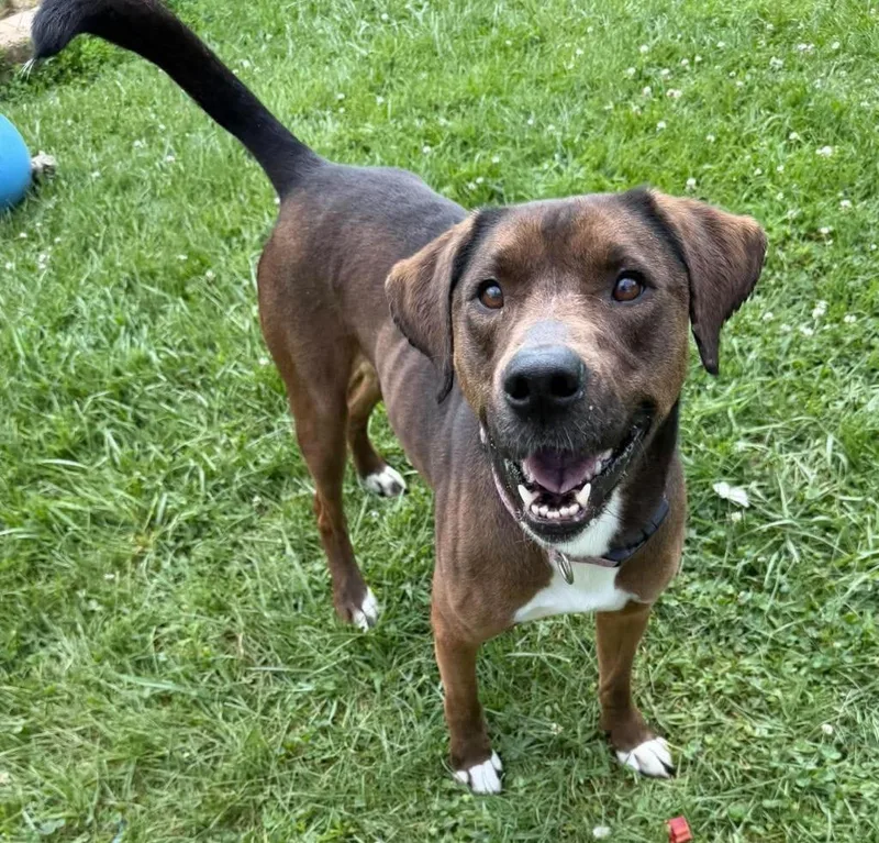 An adult large-sized female Mixed Breed dog named Mandy for adoption in Lagrange, IN