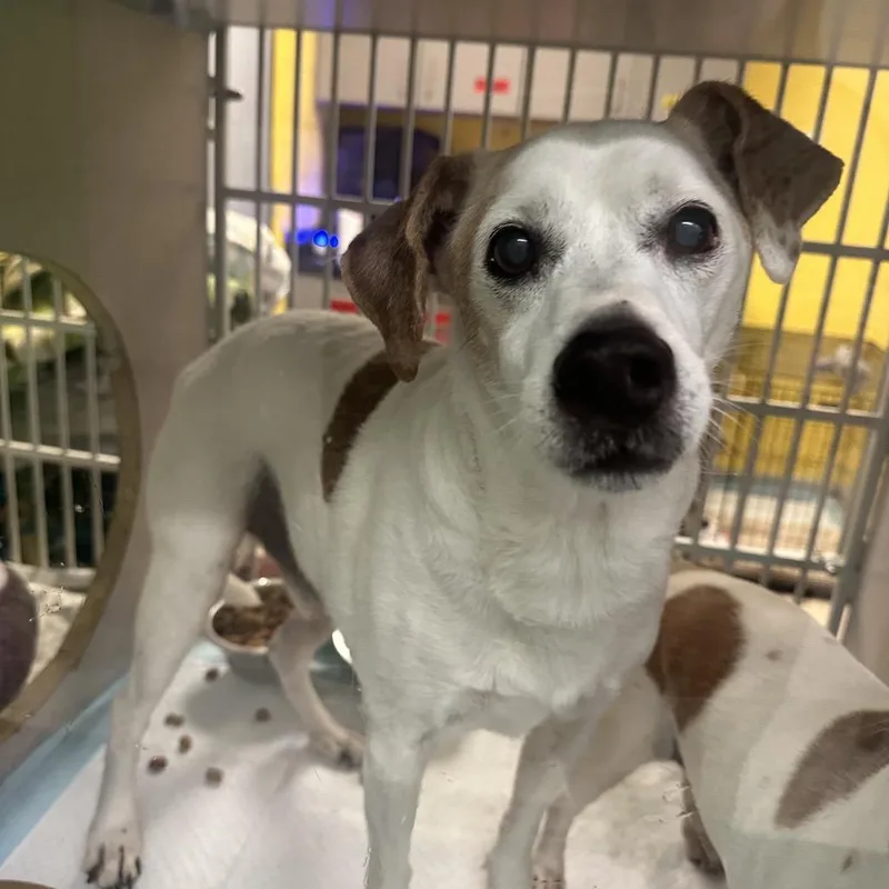 A senior small-sized male White / Cream Mixed Breed dog named Opie for adoption in Red House, WV