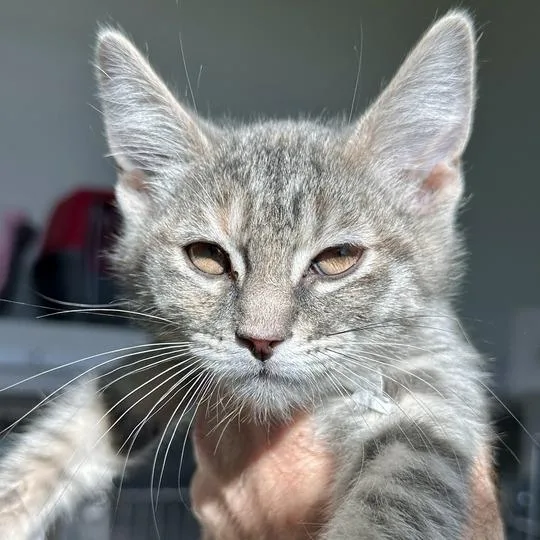 A baby small-sized female Gray / Blue / Silver Domestic Short Hair cat named Apple Pie for adoption in Matteson, IL