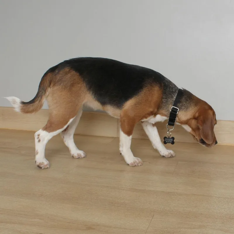 A young medium-sized female Black Beagle dog named Thrasher D for adoption in Minnetonka, MN