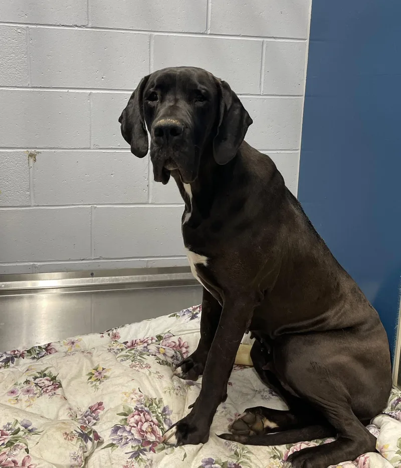 An adult extra large-sized female Black Great Dane dog named Lola for adoption in Hartland, MI