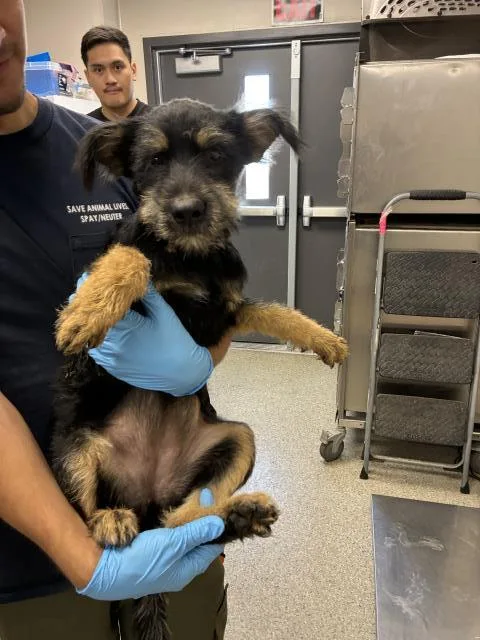 A baby small-sized female Rottweiler dog named A for adoption in Visalia, CA