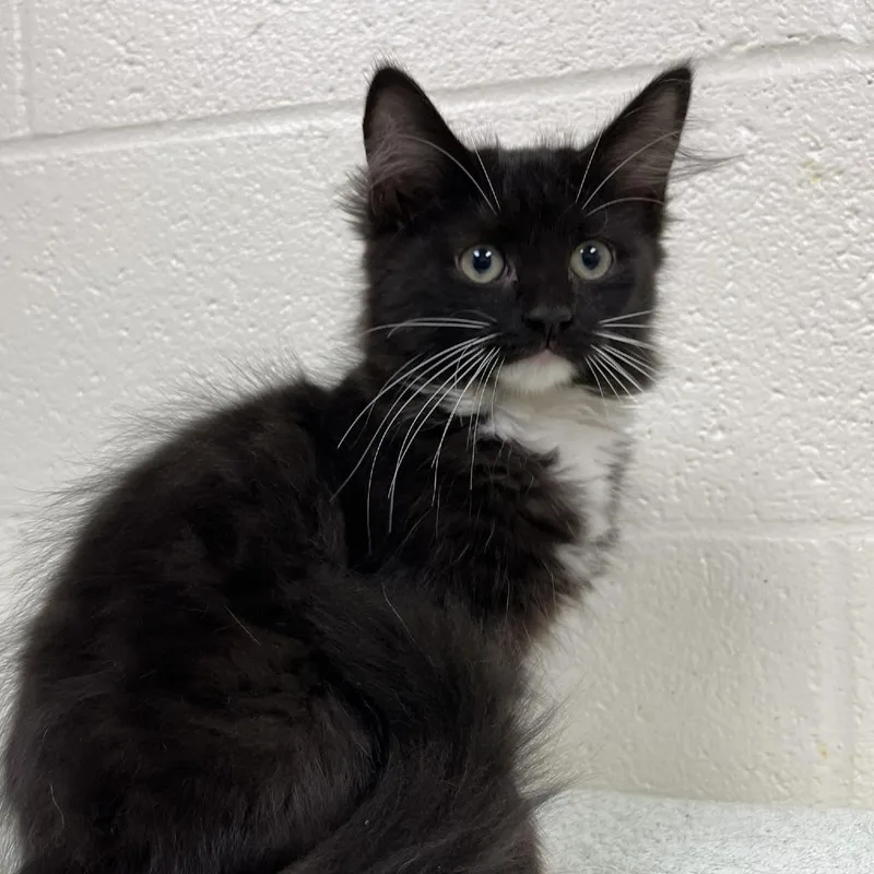A baby small-sized female Black Domestic Medium Hair cat named Wild Punch for adoption in Fredericksburg, VA
