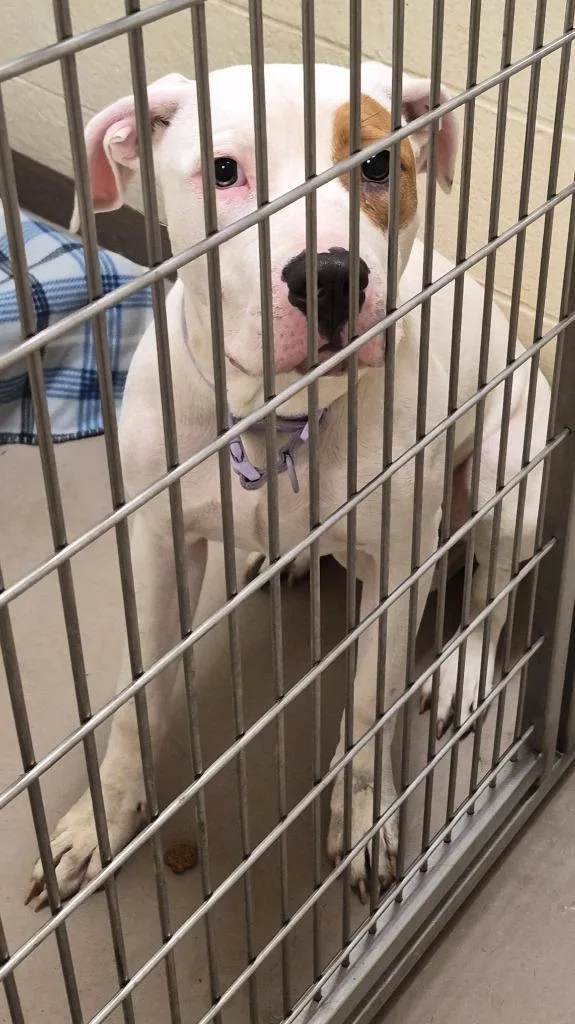 An adult medium-sized female Pit Bull Terrier dog named Effie for adoption in Christiansburg, VA