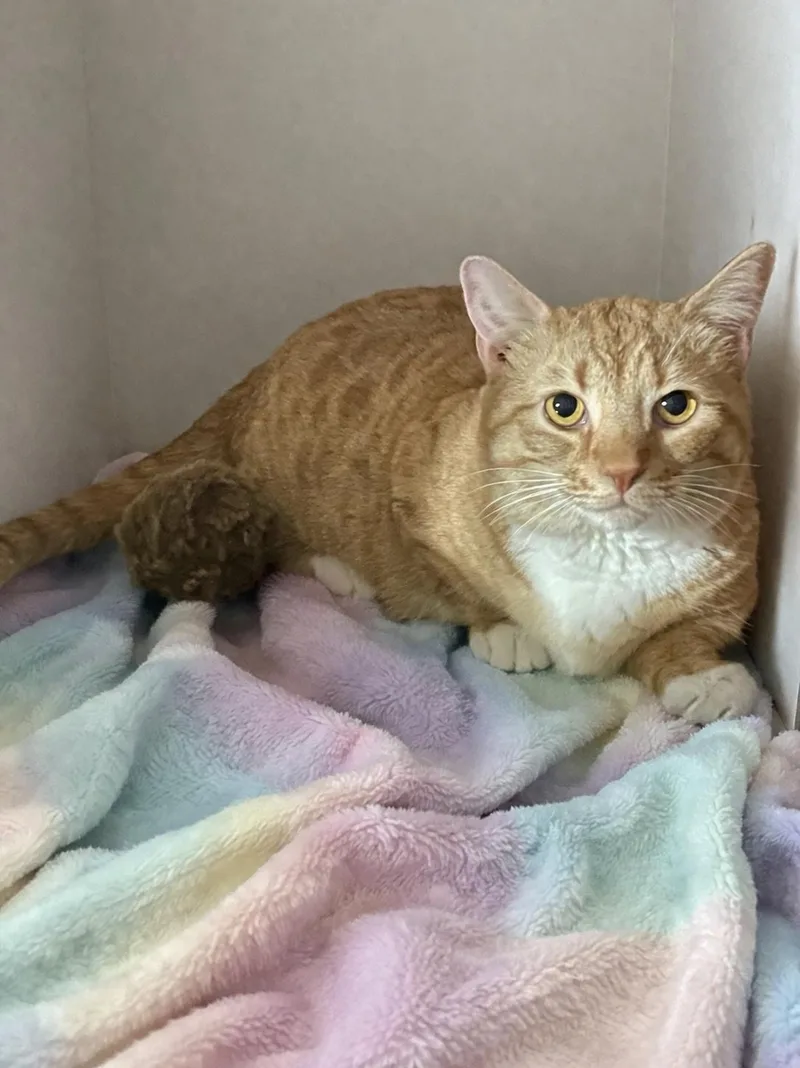 Sir Walter Butterscotch