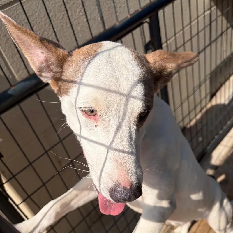 A young small-sized male White / Cream Mixed Breed dog named Parker for adoption in Lake Jackson, TX