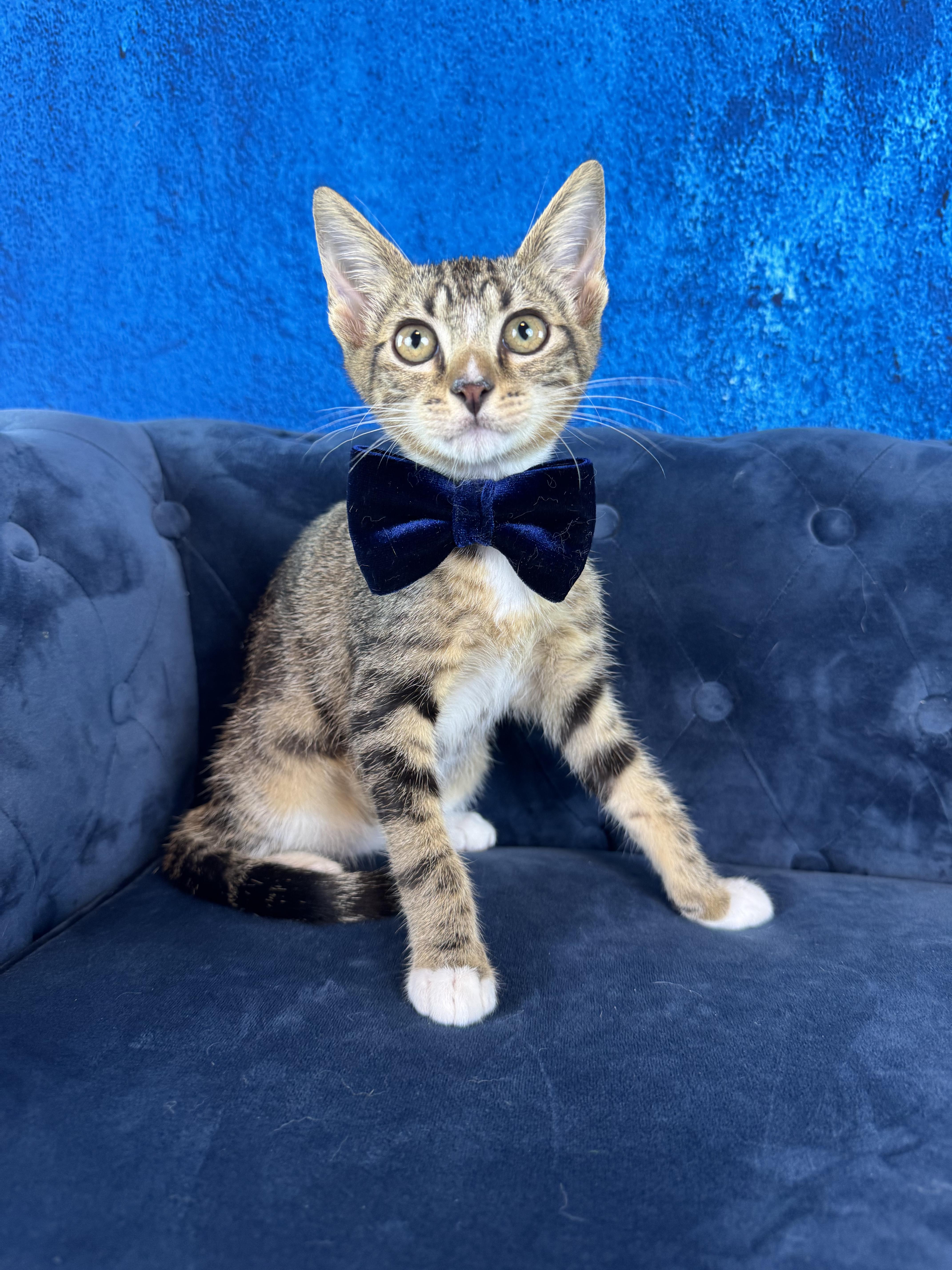 A baby small-sized male Tabby (Brown / Chocolate) Tabby cat named Marbles for adoption in Houston, TX