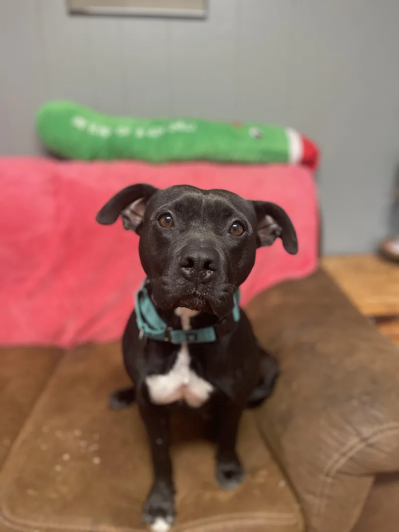 An adult medium-sized female Black Pit Bull Terrier dog named Calliope for adoption in Marshall, MO
