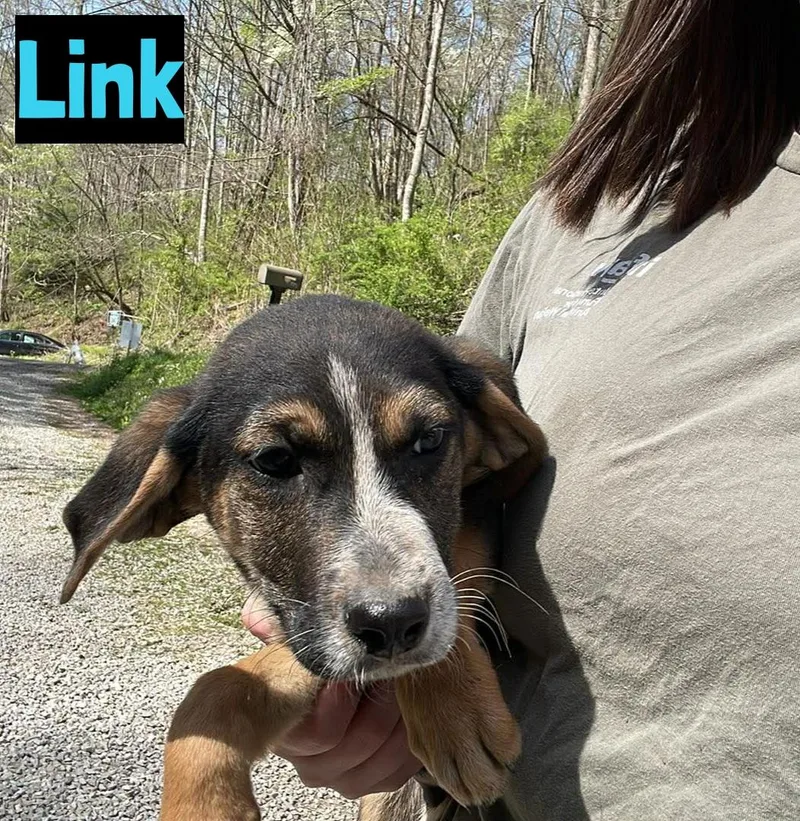 A baby medium-sized male Bicolor German Shepherd Dog dog named Link for adoption in Grand Rapids, MI