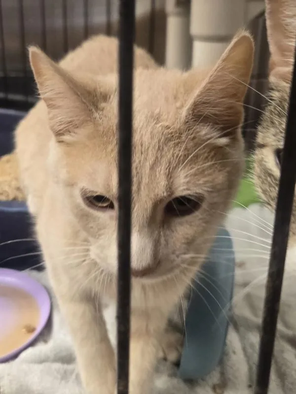 A young small-sized male Domestic Short Hair cat named Ogre for adoption in Salisbury, MD