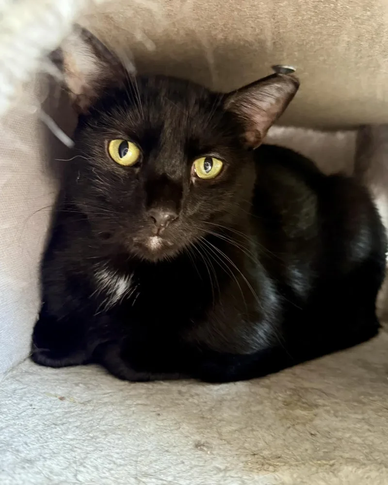 Greenbean thumbnail 2