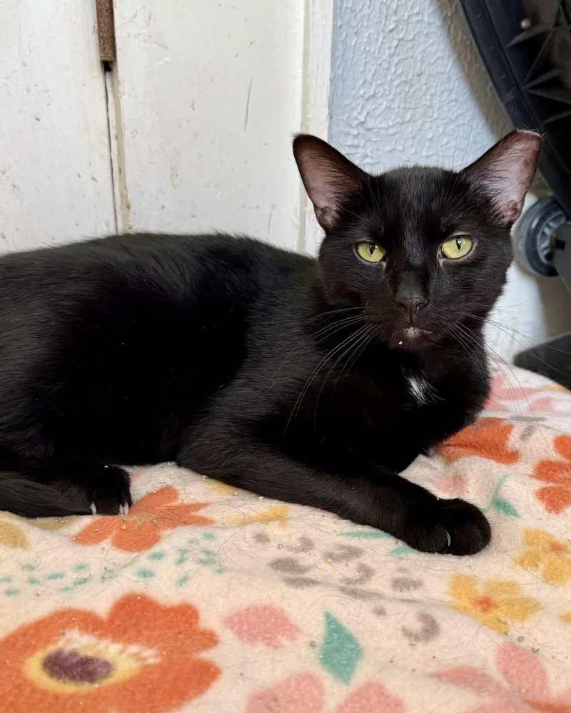 Greenbean thumbnail 3