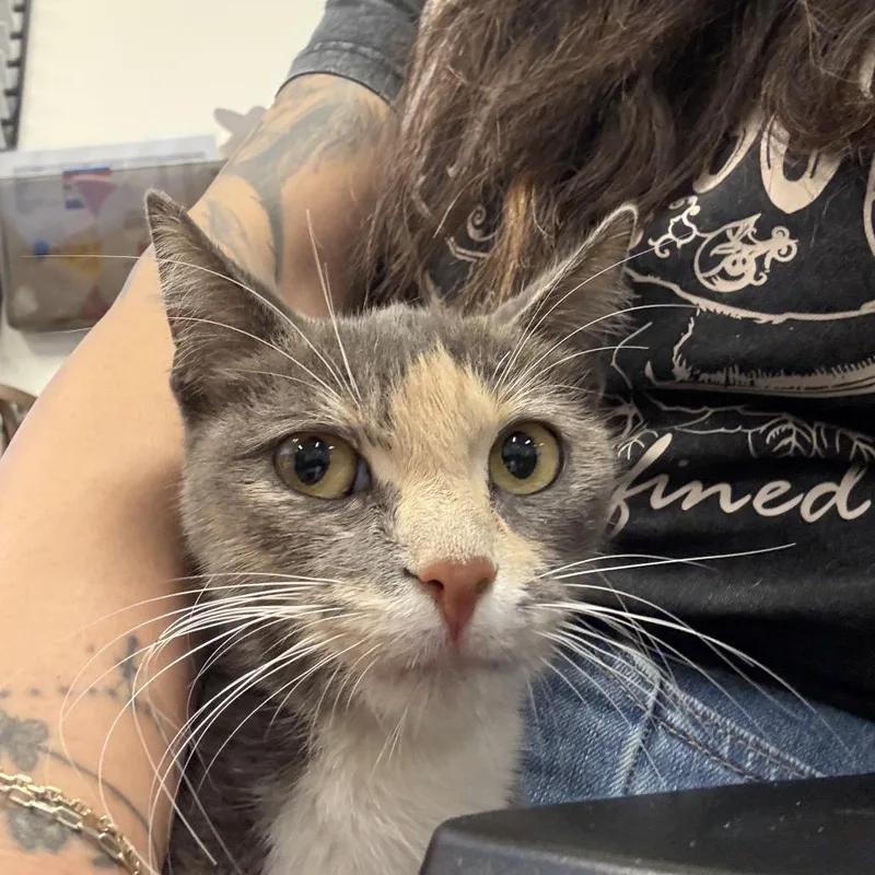 A young small-sized female Calico Domestic Short Hair cat named Strawberry for adoption in Long Beach, CA