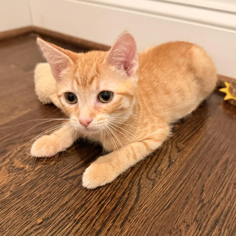 A baby small-sized male Tabby (Orange / Red) Domestic Short Hair cat named Rewind for adoption in Richmond, VA