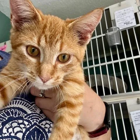A baby small-sized male Domestic Short Hair cat named Neutron for adoption in Hutchinson, MN