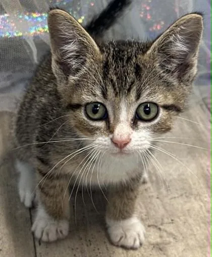 An adult small-sized male Domestic Short Hair cat named Apollo for adoption in Shreveport, LA