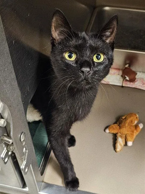 An adult medium-sized female Black Domestic Short Hair cat named Momma Henny for adoption in Clyde, NC