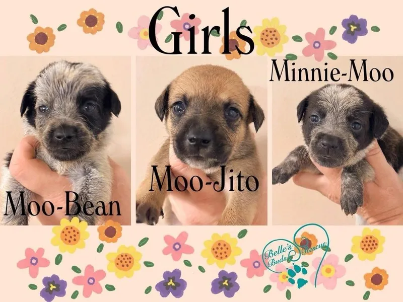 A baby medium-sized female Tricolor (Brown, Black, & White) Mixed Breed dog named Minnie Moo for adoption in Brookshire, TX