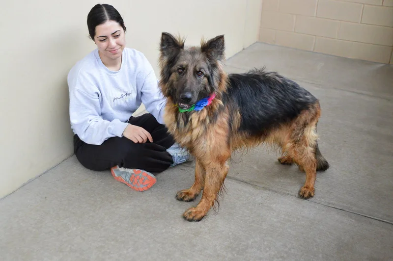 An adult medium-sized female German Shepherd Dog dog named Dawn for adoption in McKinney, TX