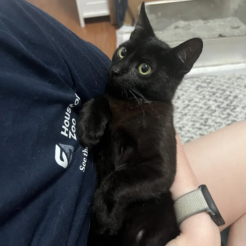 A baby small-sized male Black Domestic Short Hair cat named Brody for adoption in Baytown, TX