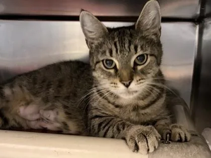 An adult medium-sized female Tabby (Brown / Chocolate) Domestic Short Hair cat named Purrin for adoption in North Myrtle Beach, SC