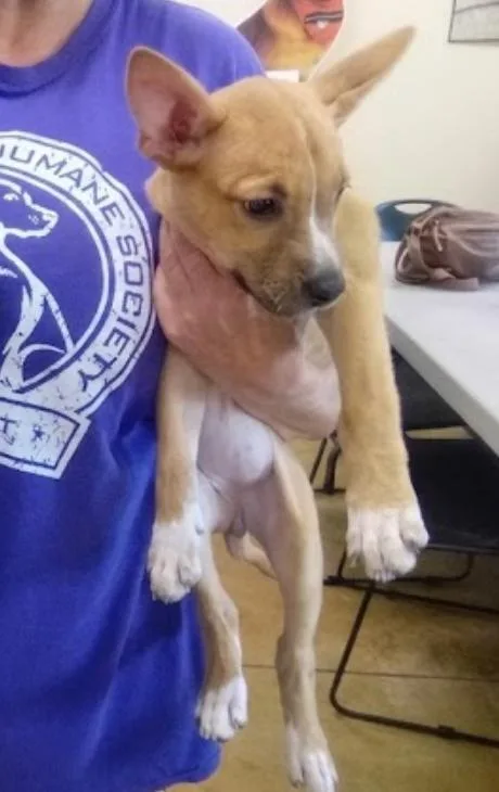 A young large-sized female Pit Bull Terrier dog named Olive for adoption in Austin, MN