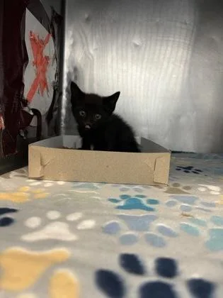 A baby small-sized female Black Domestic Short Hair cat named 61223149 for adoption in El Paso, TX