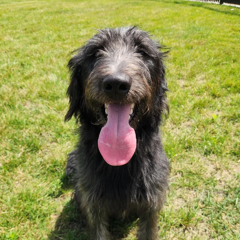 A young medium-sized male Black Standard Poodle dog named Duke for adoption in Fort Wayne, IN