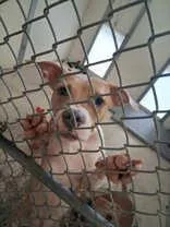 A young medium-sized female White / Cream Pit Bull Terrier dog named Louise for adoption in Moline, IL