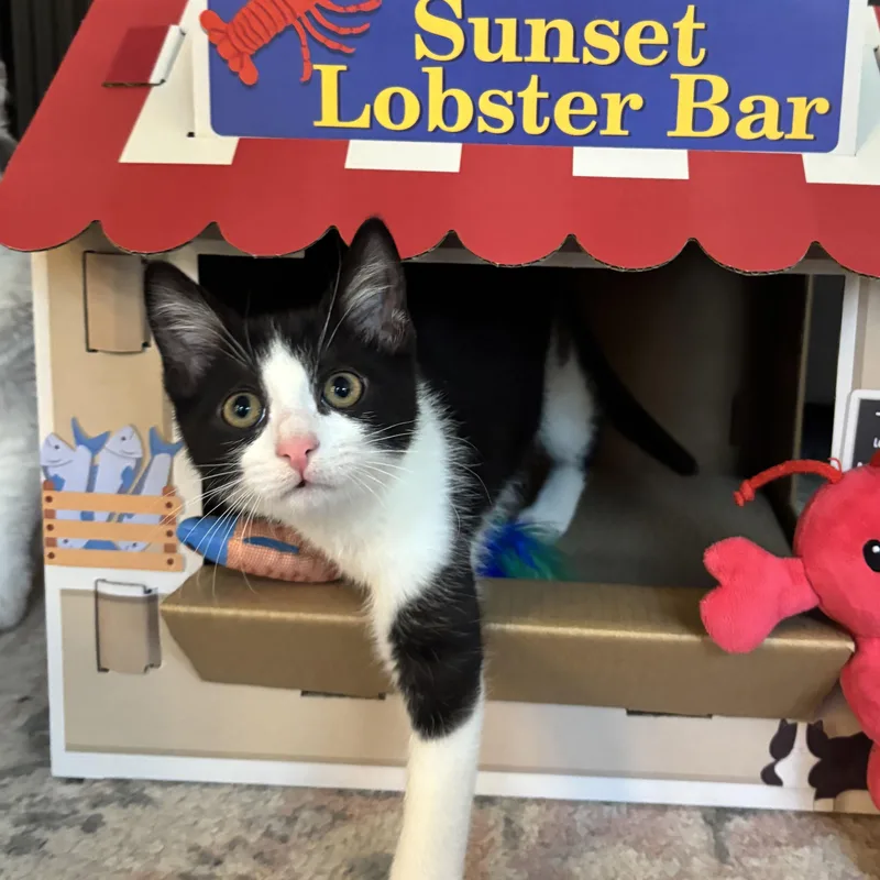 A baby medium-sized female Black & White / Tuxedo Domestic Short Hair cat named Strudel for adoption in Washington, PA
