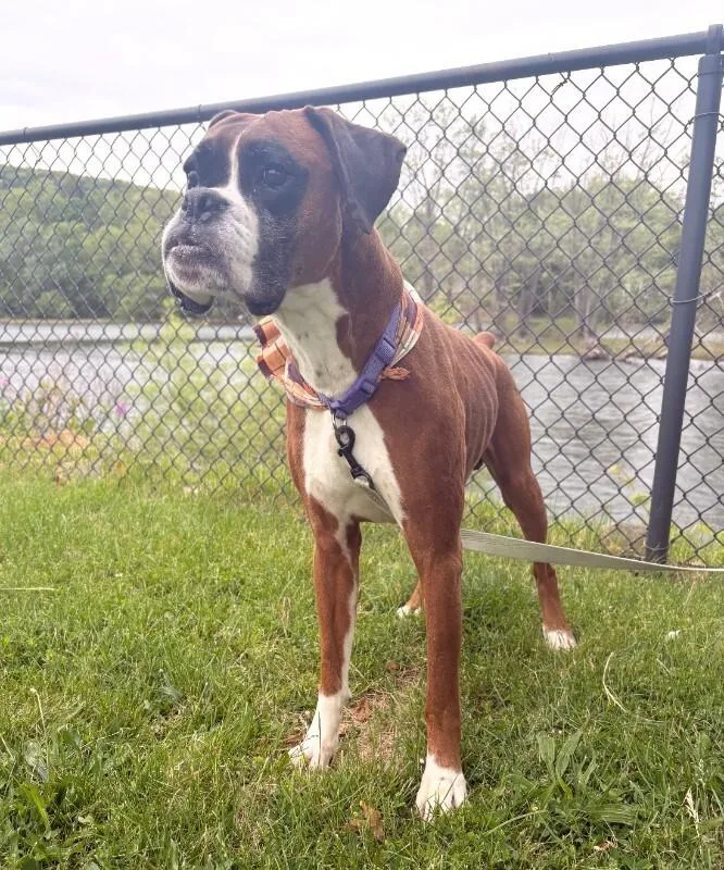 An adult large-sized male Tricolor (Brown, Black, & White) Boxer dog named Tucker for adoption in Warren, PA